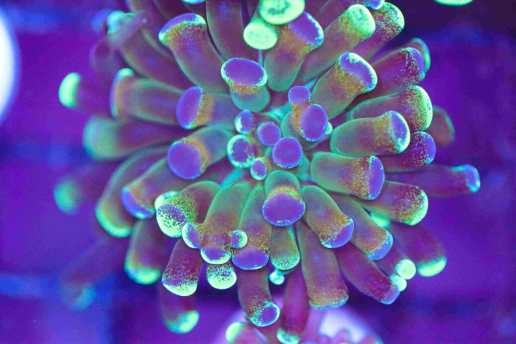 Frag Box Corals