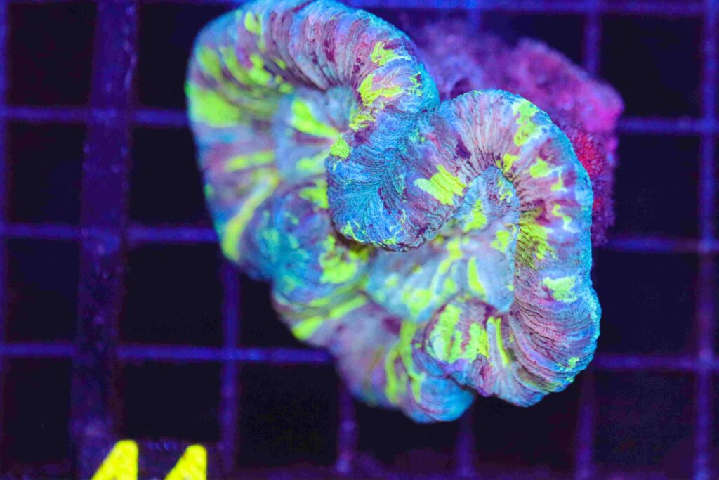 Frag Box Corals