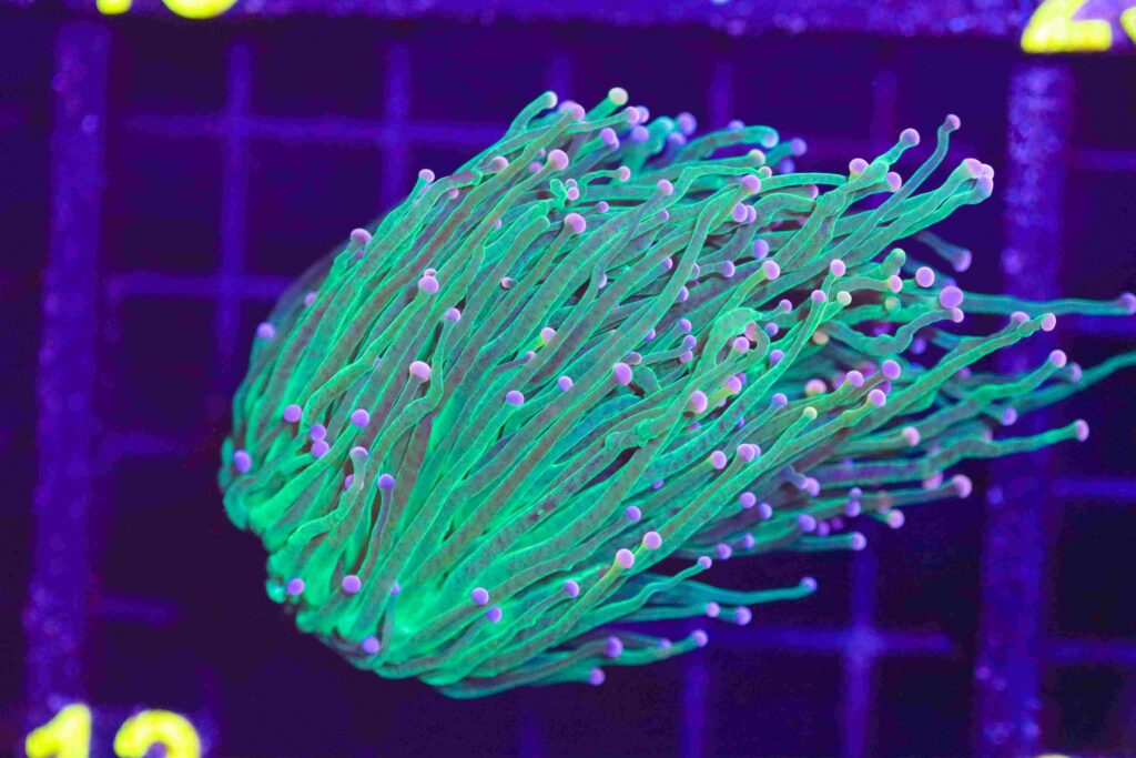 Frag Box Corals