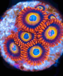 Blue Eyed Blond Zoas (Row #3:B)