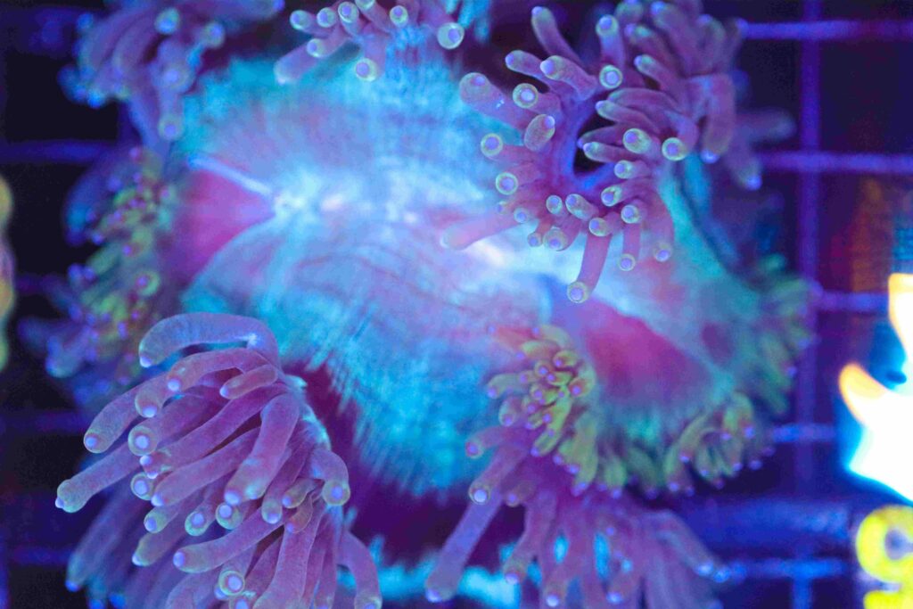Frag Box Corals