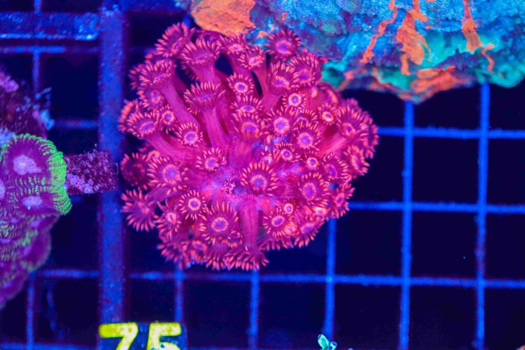 Frag Box Corals