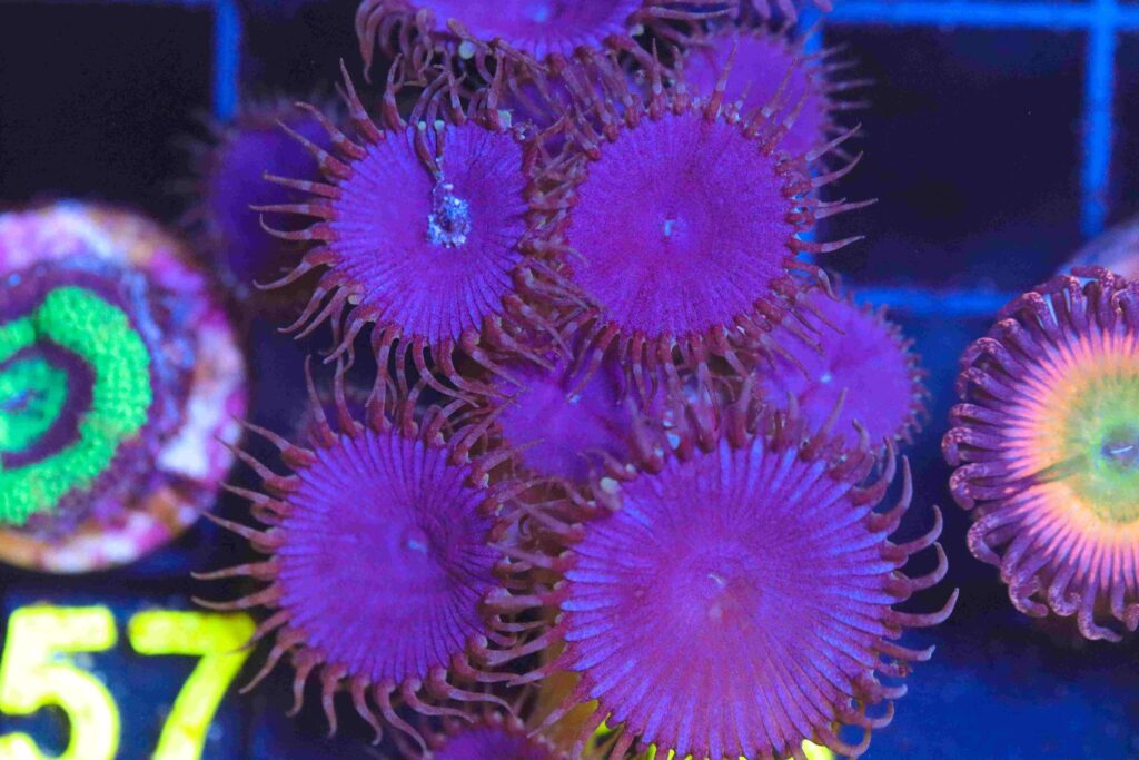 Frag Box Corals