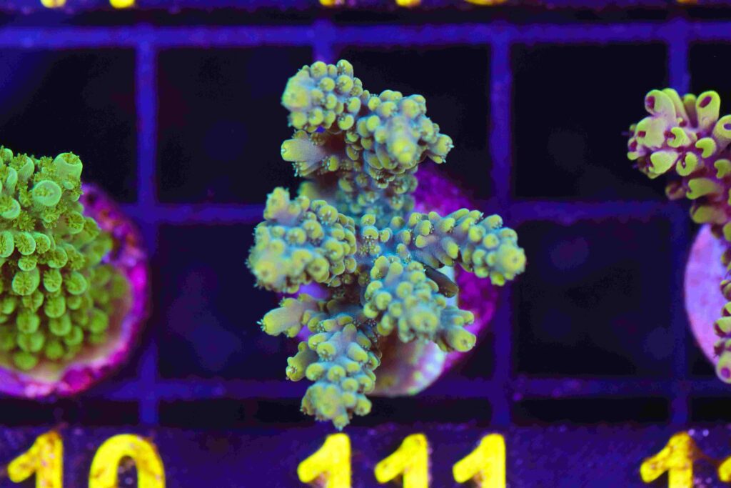 Frag Box Corals