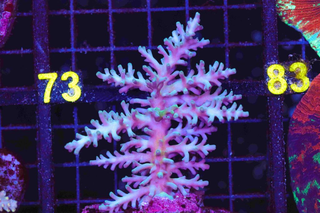 Frag Box Corals