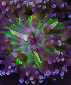 Utopia Tricolor Frogpsawn