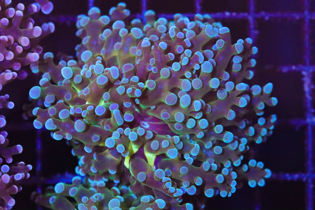 Frag Box Corals