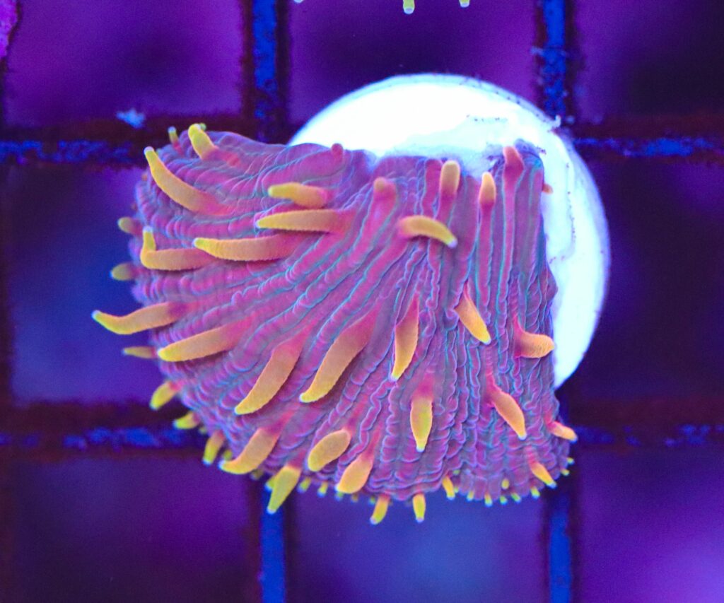 Frag Box Corals