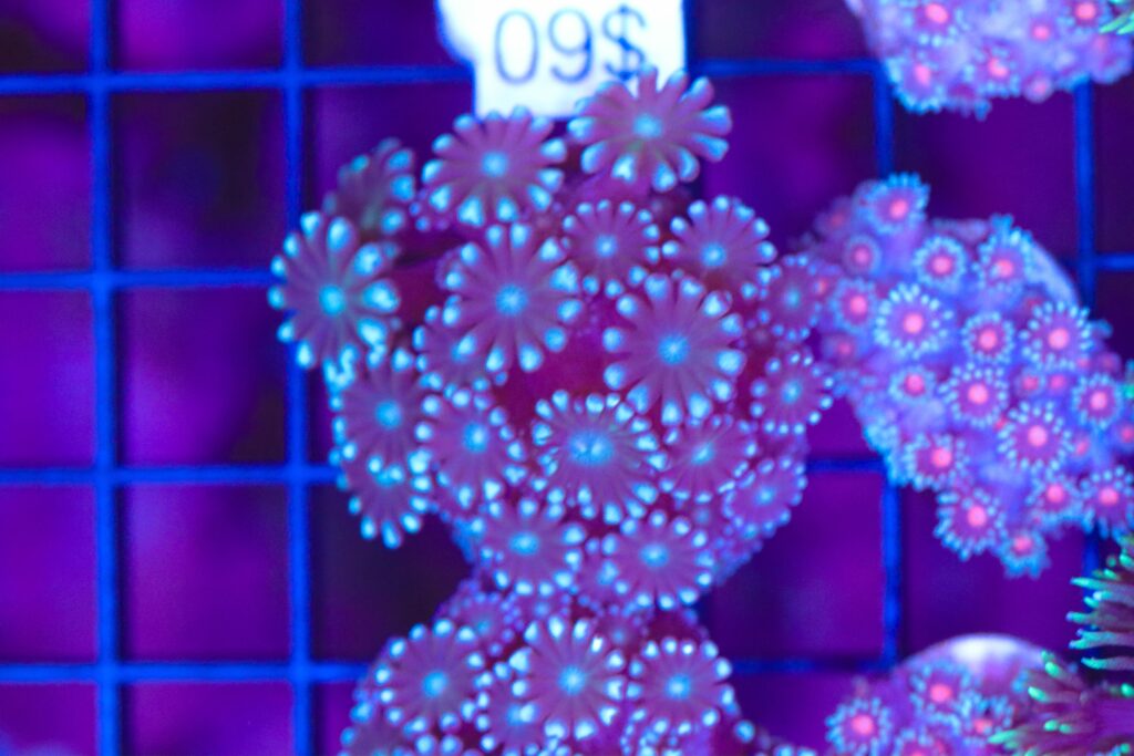 Frag Box Corals