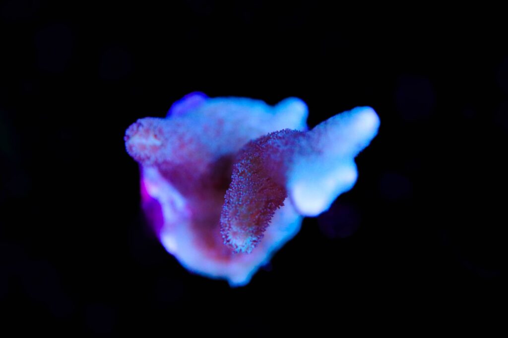 Frag Box Corals