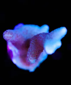 German Blue Montipora Digitata Frag
