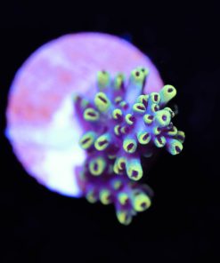 Acropora Abrotanoides