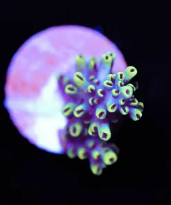 Acropora Abrotanoides