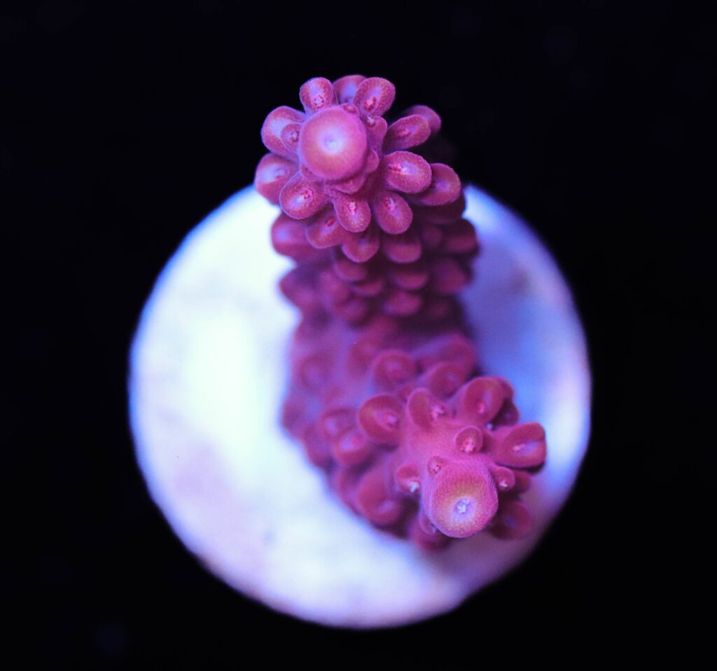 Frag Box Corals