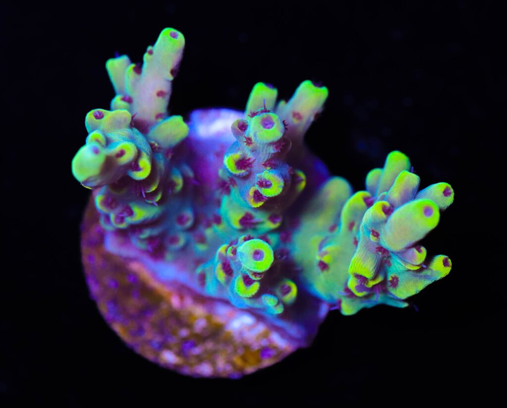 Frag Box Corals