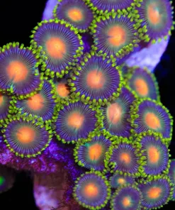 Ninja Turtle Zoas