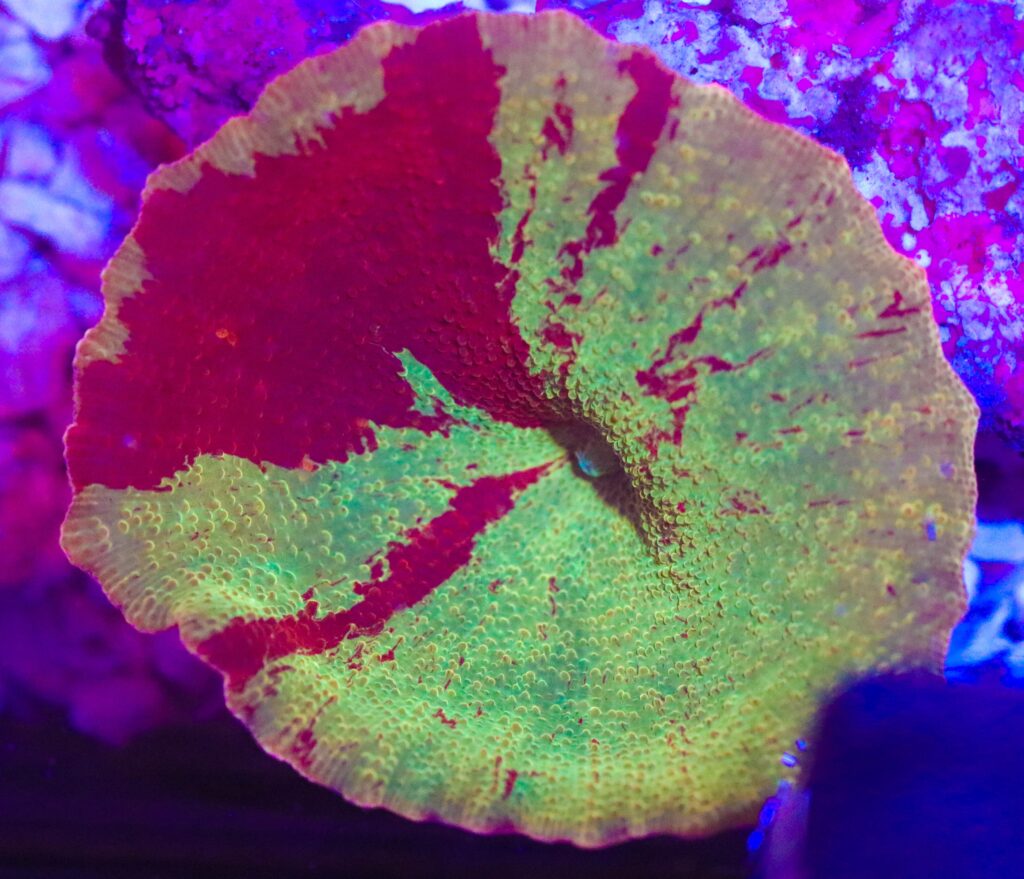 Frag Box Corals