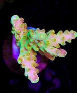 Golden Budha Acropora Frag 1'' (A2)