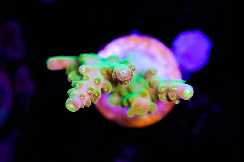 Frag Box Corals