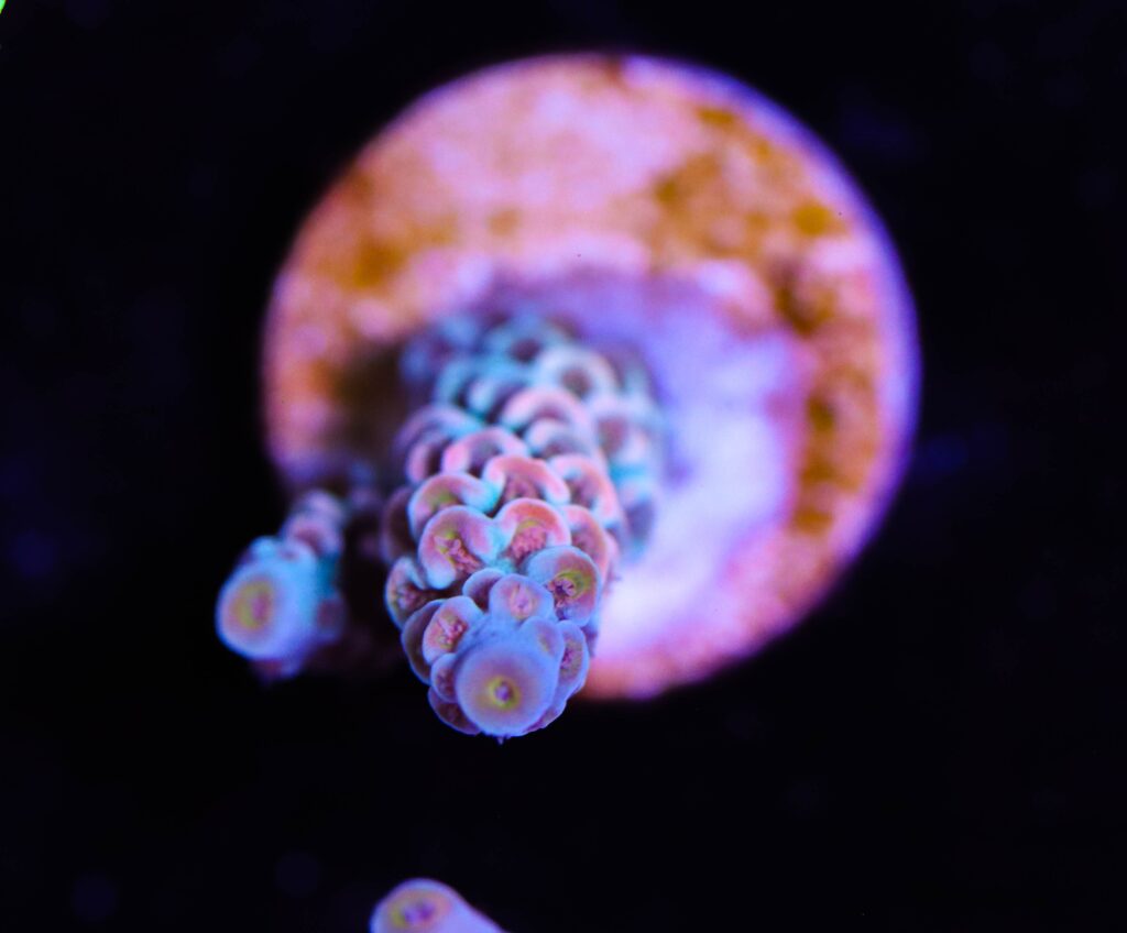 Frag Box Corals