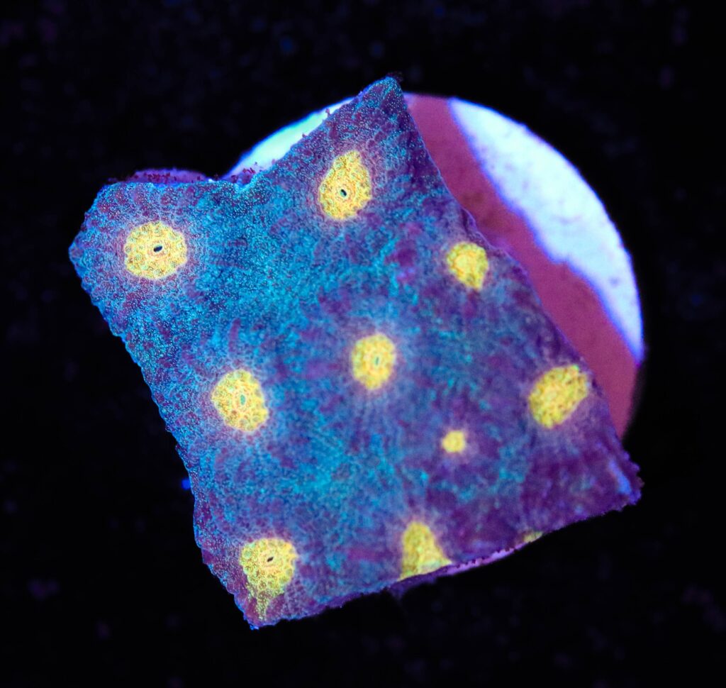 Frag Box Corals