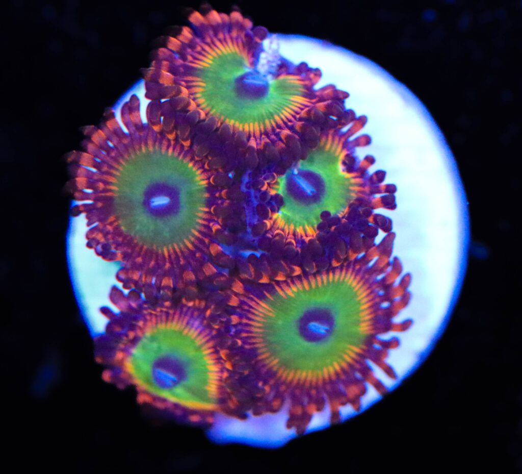Frag Box Corals