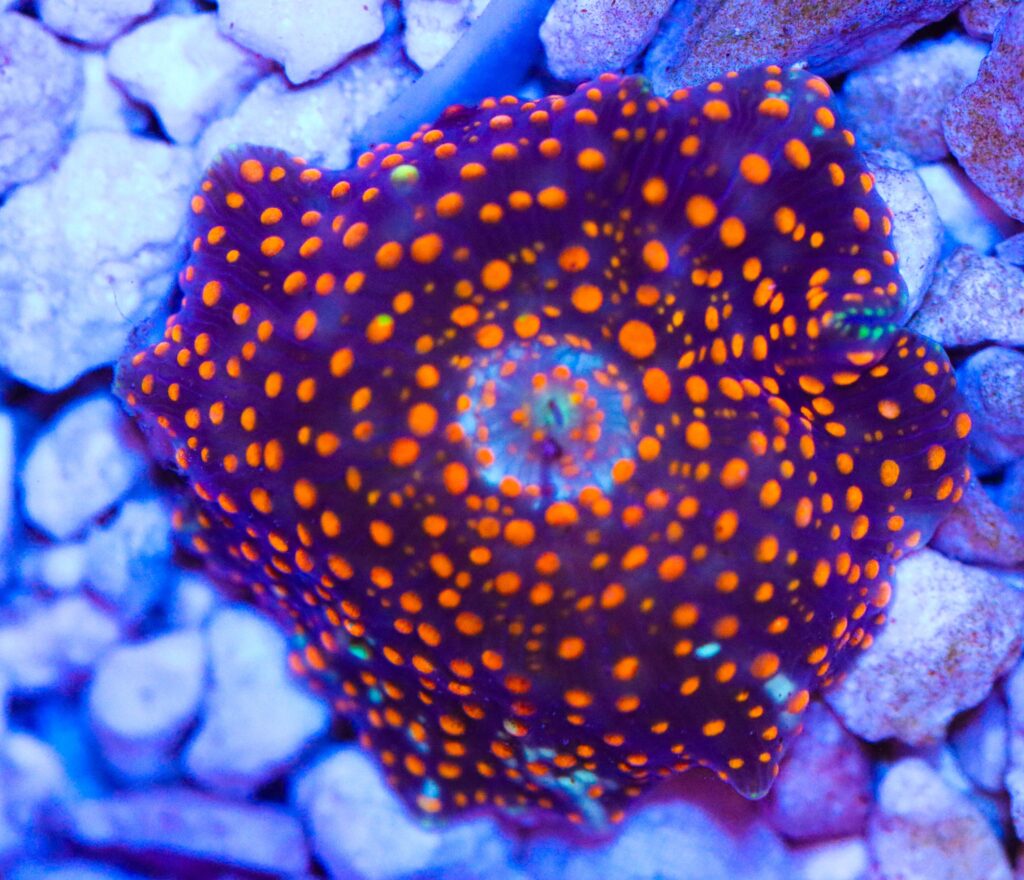 Frag Box Corals