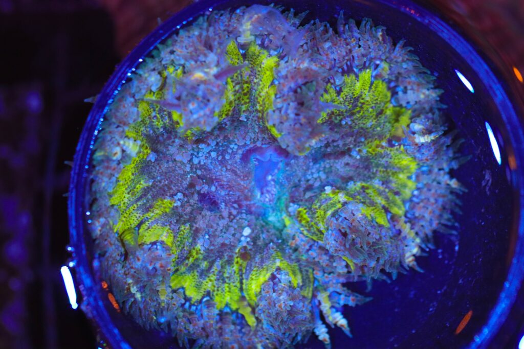 Frag Box Corals