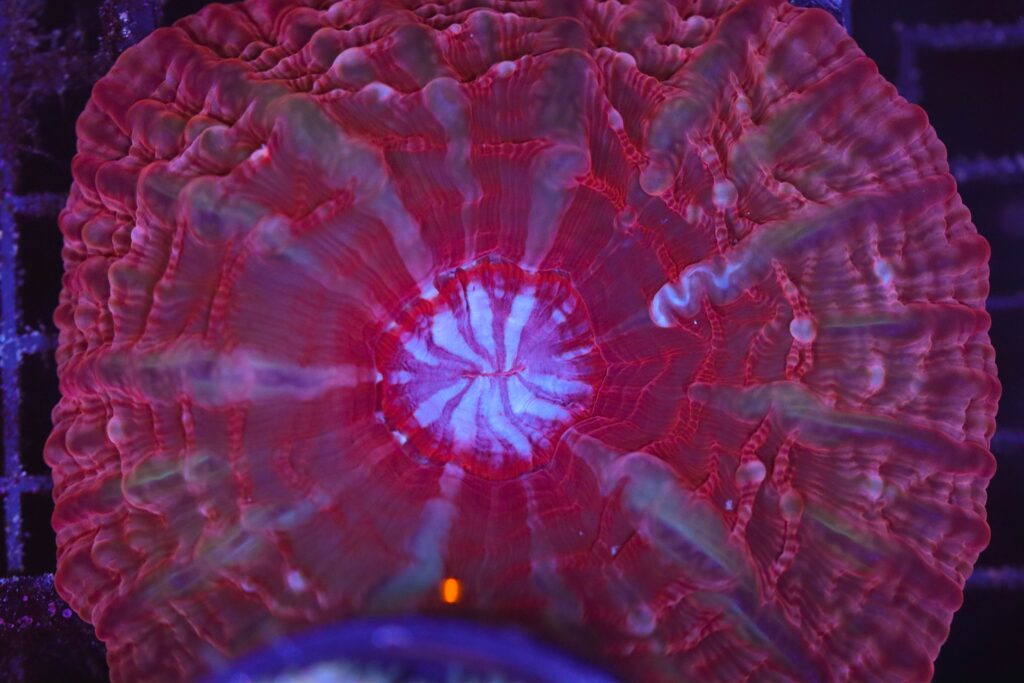 Frag Box Corals