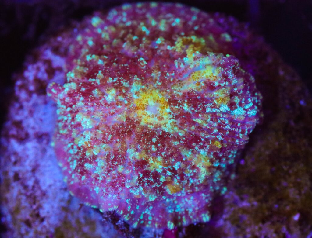 Frag Box Corals