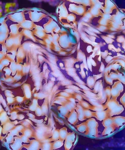 Large Squamosa Clam