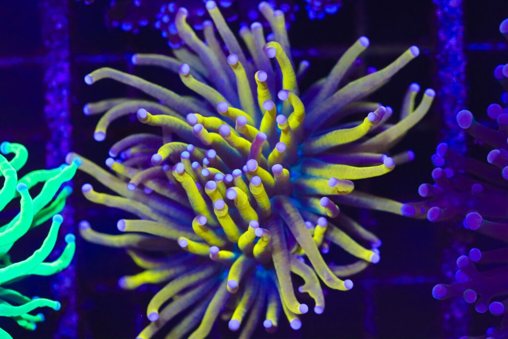 Frag Box Corals