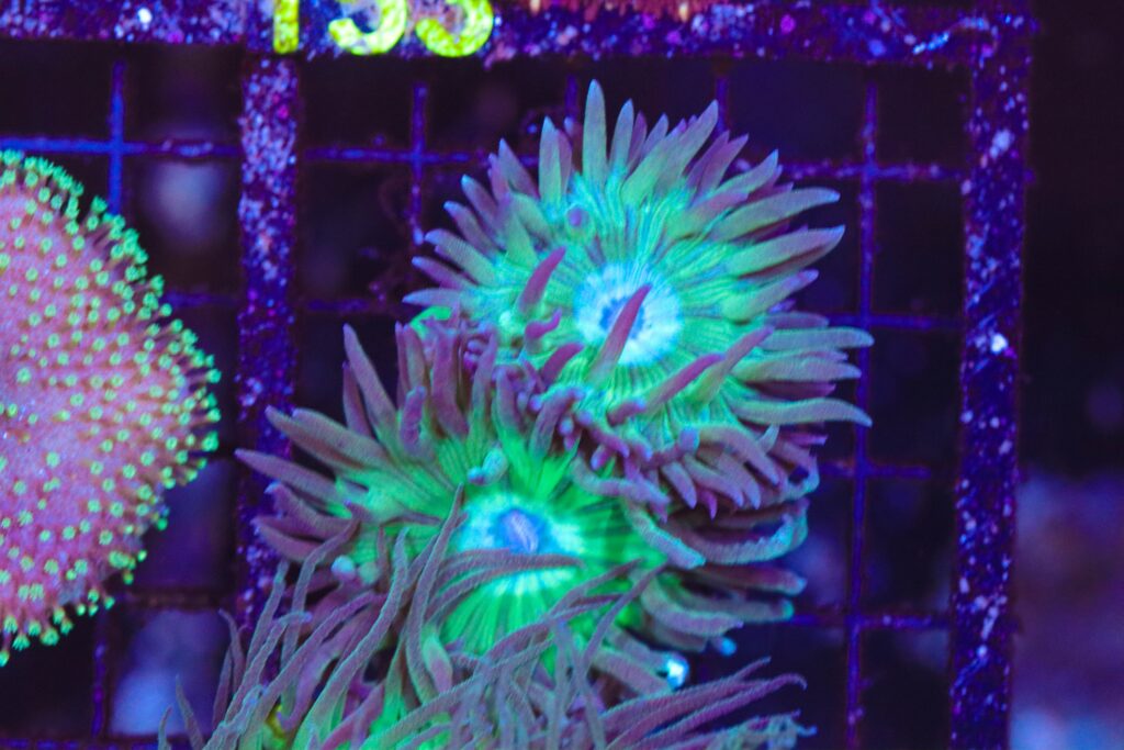 Frag Box Corals
