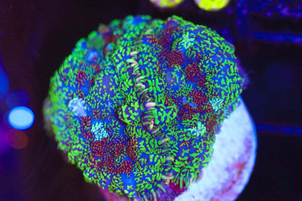 Frag Box Corals
