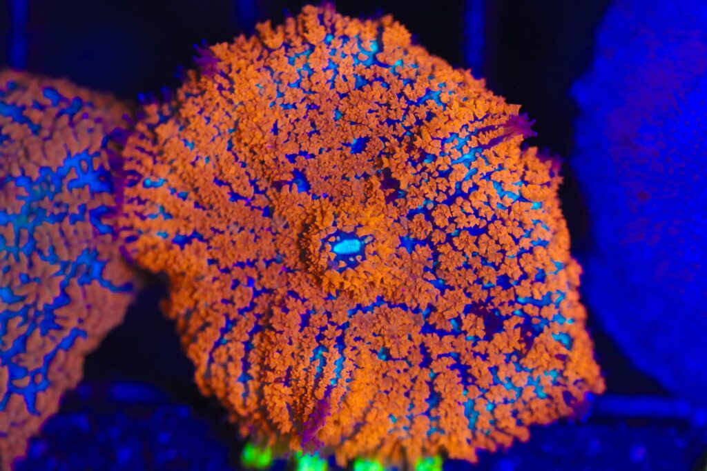Frag Box Corals