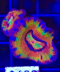 rainbow acan coral