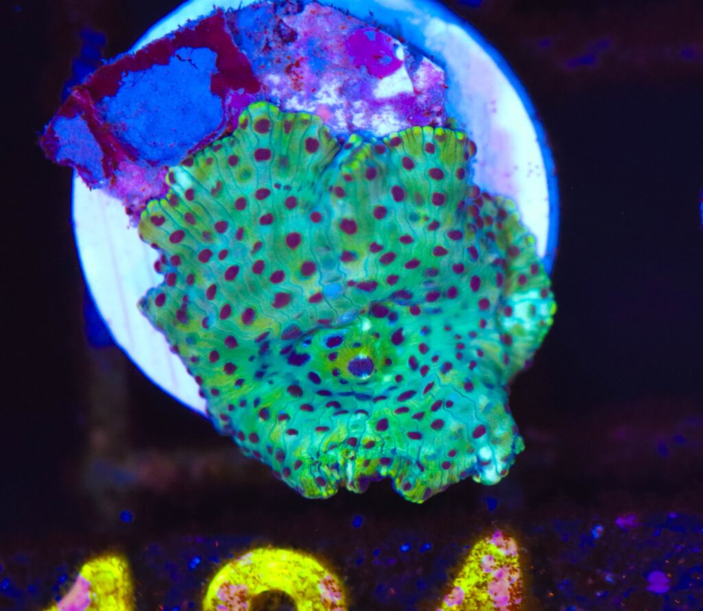Frag Box Corals