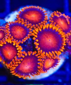 Orange Bam Bam Zoanthids