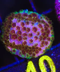 Skittle Bomb Cyphastrea