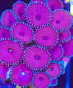 Purple Death Palythoa Zoas