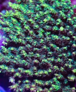 Master Fuzzy Acropora Frag