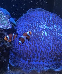 Rhodactis Mussoides (Elephant Ear Mushroom)