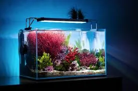Frag Box Corals