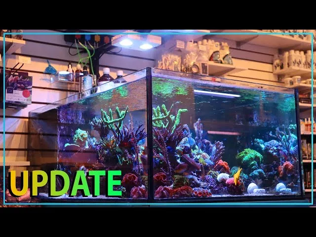 Frag Box Corals