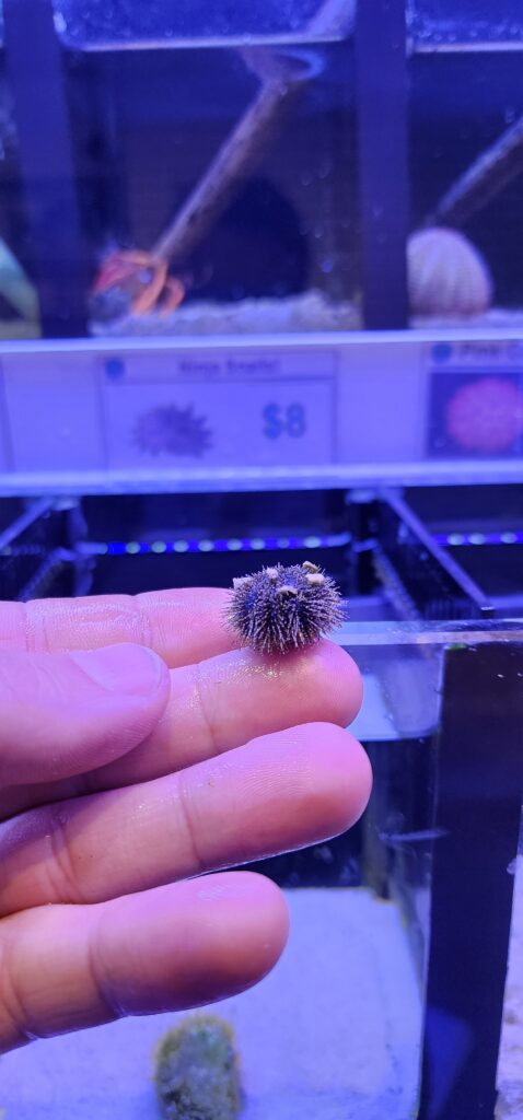 Frag Box Corals