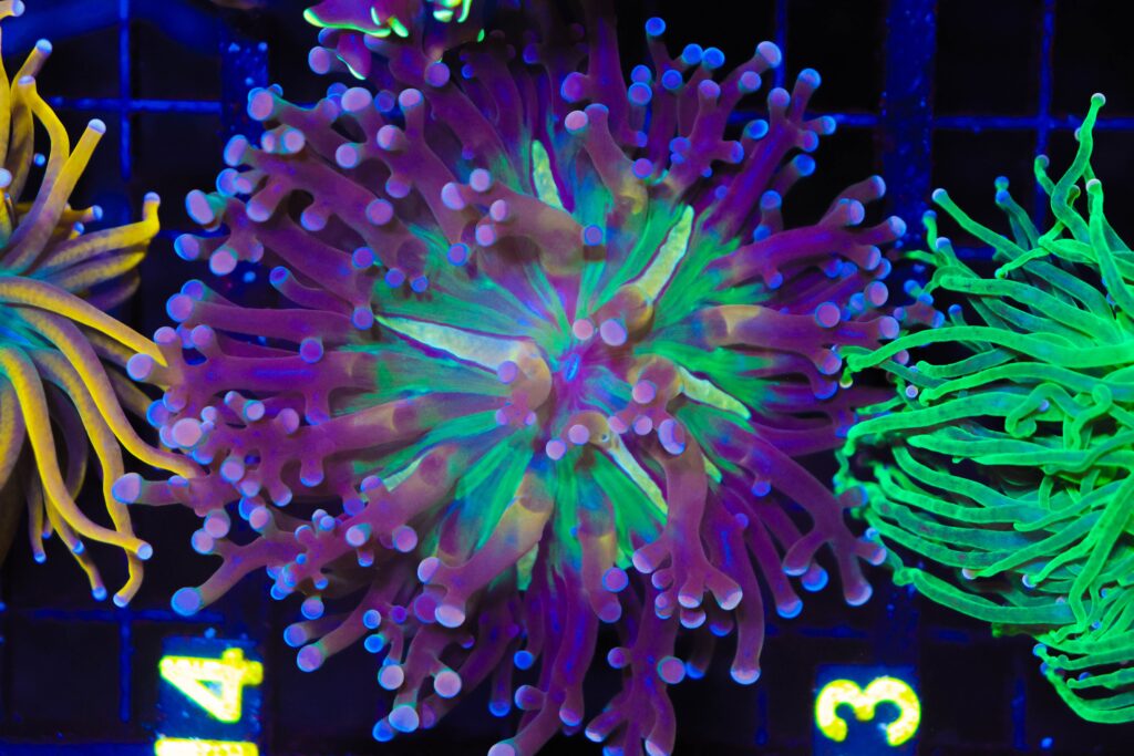 Frag Box Corals