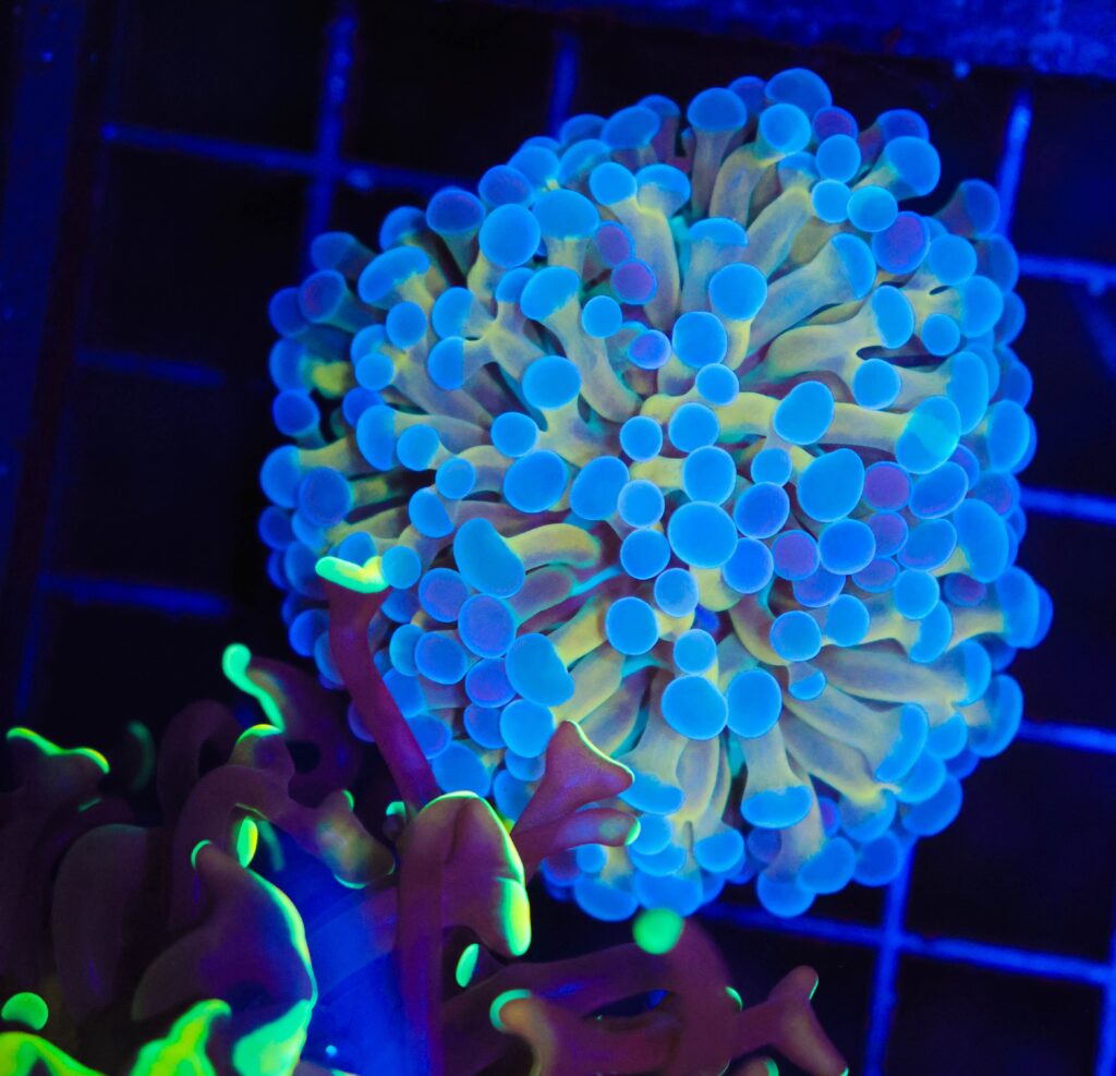 Frag Box Corals