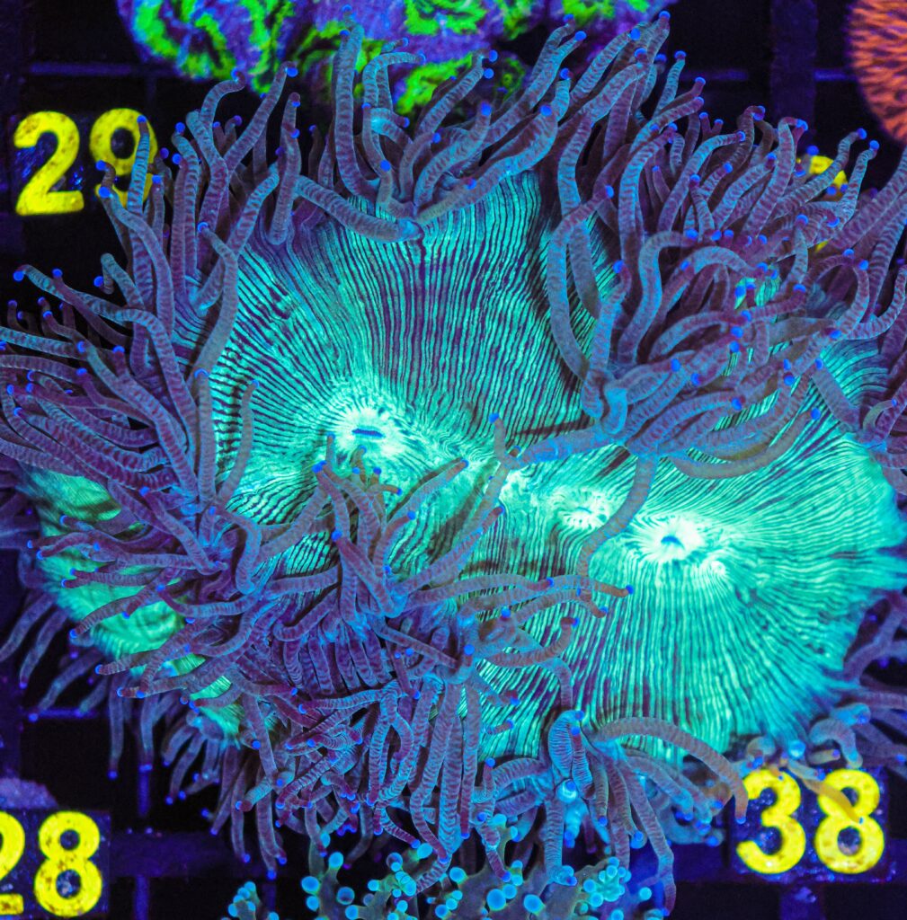 Frag Box Corals