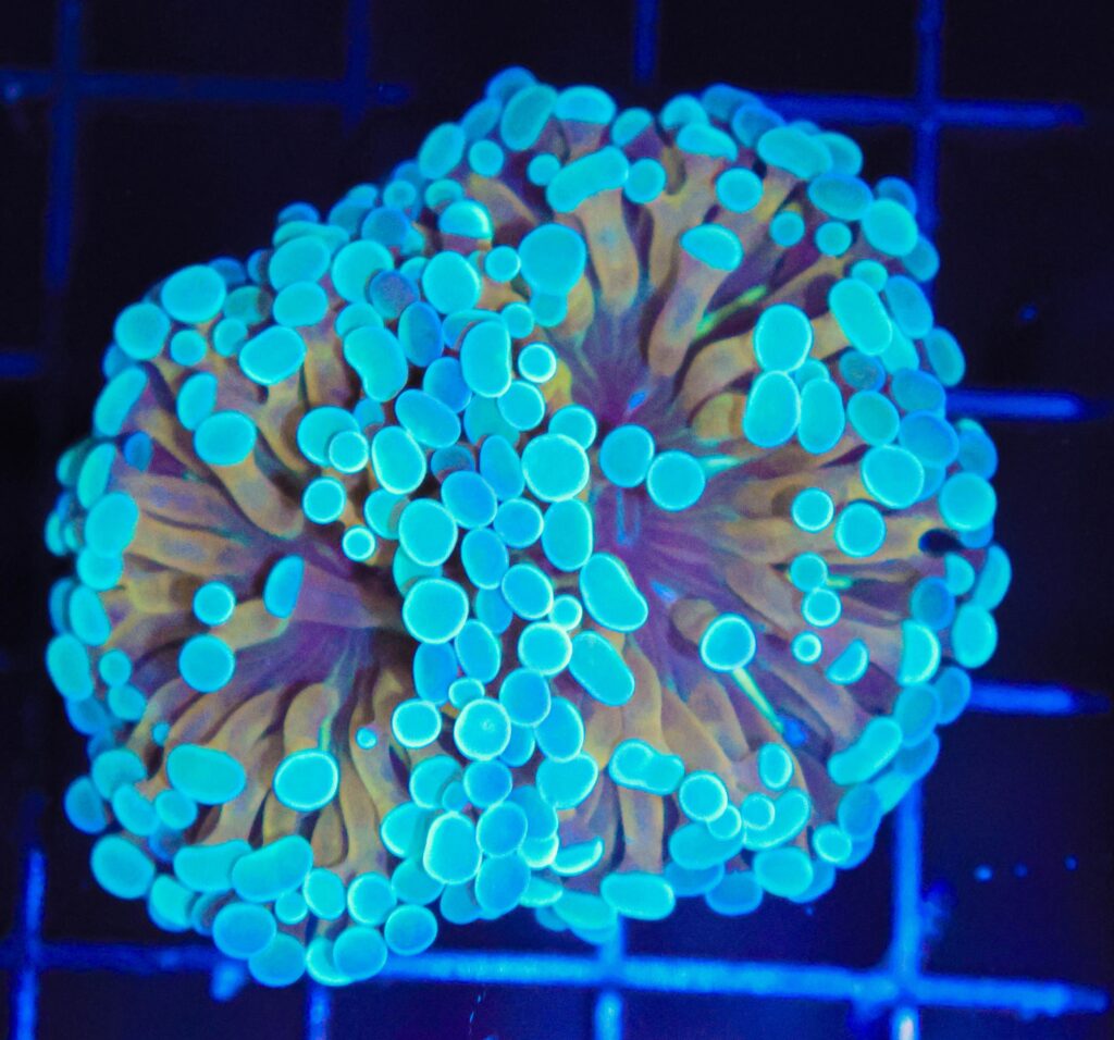 Frag Box Corals