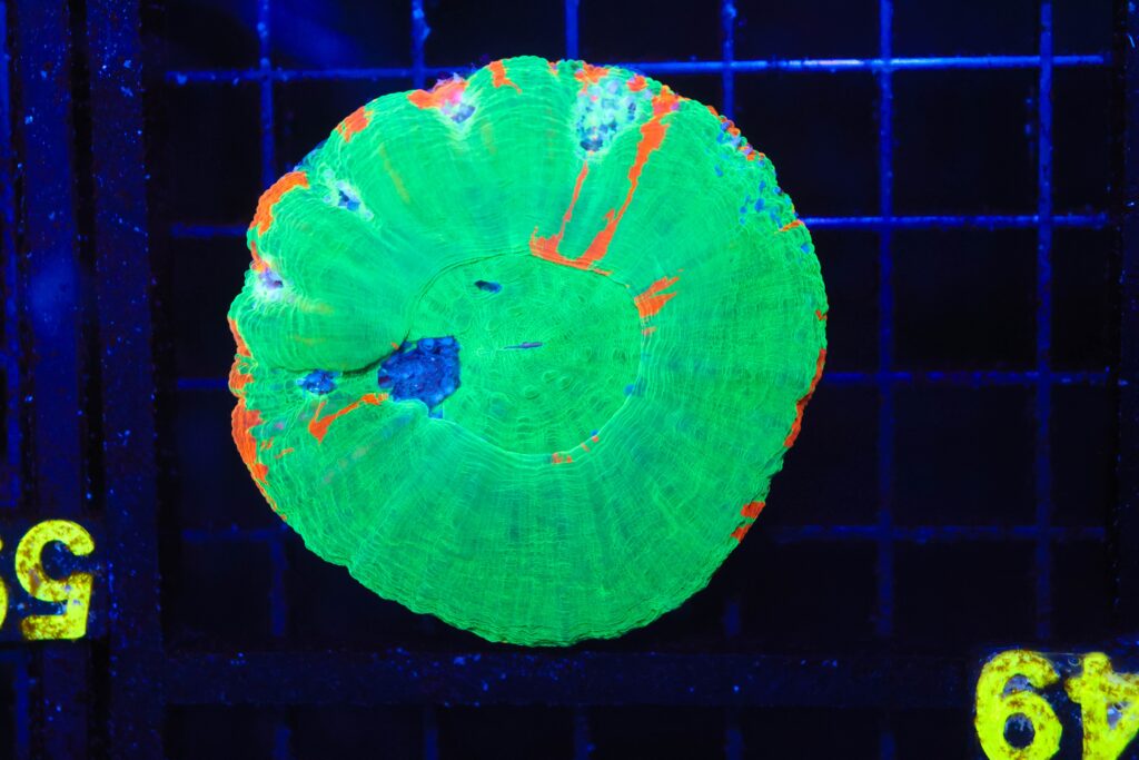 Frag Box Corals